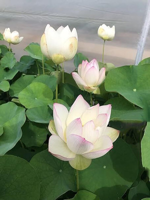 jkfarm Lotus, Kamal Seed(14 per packet)