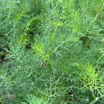 GRAXY Green Dill/Soya Herb Plant Seed(500 per packet)