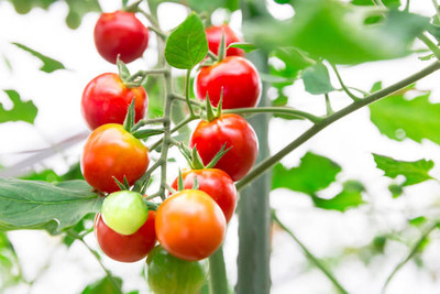 SSG tomato Seed(150 per packet)