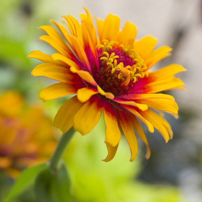 GREENSEA Multi colour Zinnia Flower Seed(47 per packet)