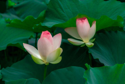 MAA lotus,kamal seeds Seed(5 per packet)