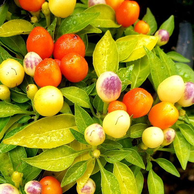 WILLVINE ROX -X Ornamental Chilli Round Hybrid Vegetable Seeds[50gm, 10000 Seeds] Seed(10000 per packet)