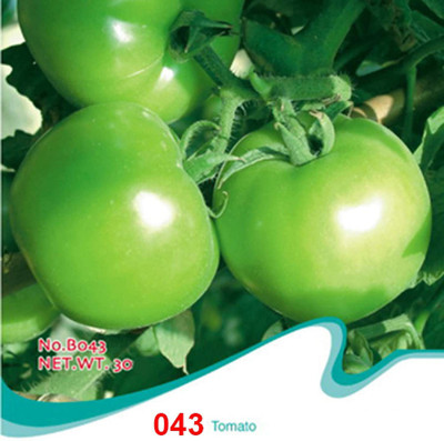 CYBEXIS Green Tomato Seeds 1000 Seeds Seed(1000 per packet)