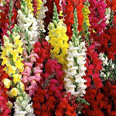 KANAYA Antirrhinum/Snapdragon/Dog Flower Dwarf Flower Seeds Seed(30 per packet)