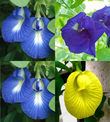 ibains Butterfly pea flower seeds bij 20 Seed(20 per packet)