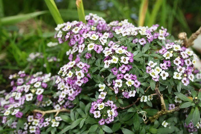 CYBEXIS ALYSSUM PROCUMBENS ROYAL CARPET FLOWER SEEDS400 Seeds Seed(400 per packet)