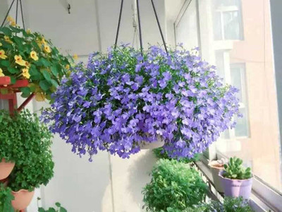 VibeX LX-13 - Ground Cover Creeping Thyme - (1350 Seeds) Seed(1350 per packet)