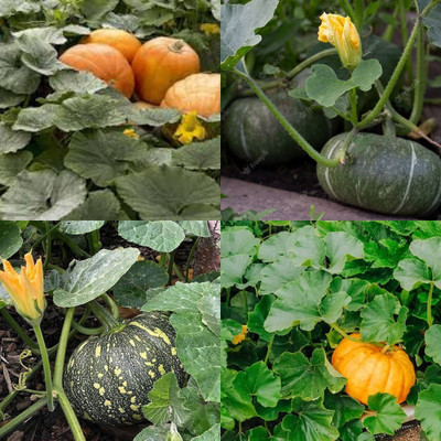 ibains White pumpkin seeds for planting biij 32 Seed(32 per packet)