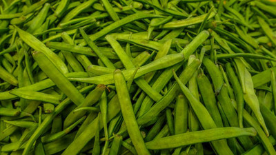 XOLDAA CLUSTER BEANS SEEDS Seed(35 per packet)