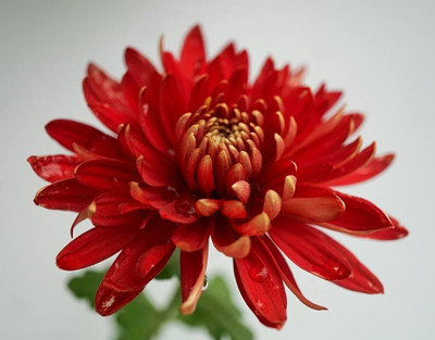 BDSresolve Chrysanthemum flower seeds hybrid/Chrysanthemum seeds 33 Seed(33 per packet)
