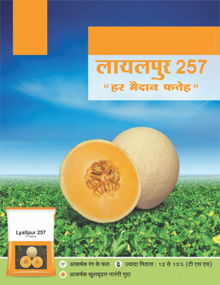 VibeX NBIR-25 - Lyallpur 257 F1 Hybrid Muskmelon - (450 Seeds) Seed(450 per packet)