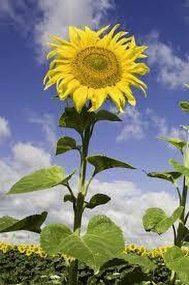 Seedsqlty sunflower seeds, high germination (20 seeds) Seed(20 per packet)
