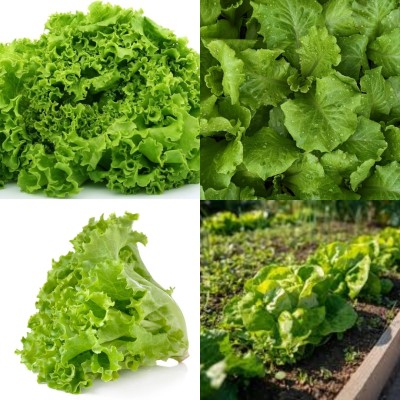 ibains Iceberg lettuce seeds hybrid bij50 Seed(50 per packet)