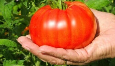 Biosnyg Non GMO Giant Tree Tomato Vegetable Seeds for Home Gardening - (4000 Seeds) Seed(4000 per packet)