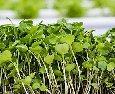 CYBEXIS VXI-87 - Mustard Microgreen Wasabi (Brassica Juncea) - (750 Seeds) Seed(750 per packet)