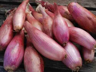 Biosnyg Fast Growing Zebrune Onion Seeds for Home Gardening-(750 Seeds) Seed(750 per packet)