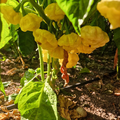 Biosnyg Non GMO Khang Starr Lemon Chilli Vegetable Seeds For Gardening-(4000 Seeds) Seed(4000 per packet)