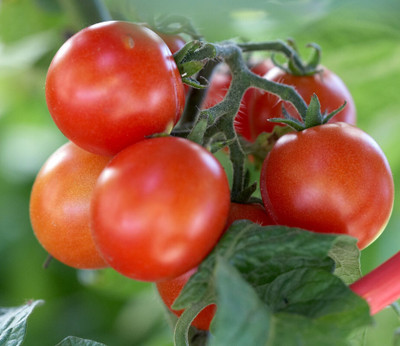 Arshiayat Hybrid Tomato Seeds Seed(80 per packet)