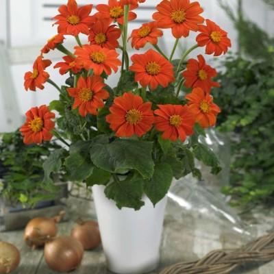 Quentova Orange Tithonia Mexican Sunflower Seed(100 per packet)