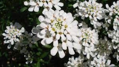 Lorvox Candytuft Dwarf Fairy Mixed Seed(26 per packet)