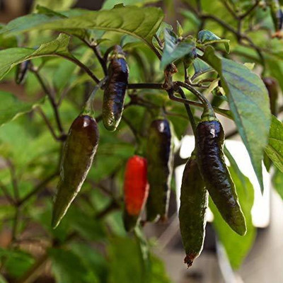 KANAYA Moti Mirch/Pepper Green Hybrid Seed(150 per packet)
