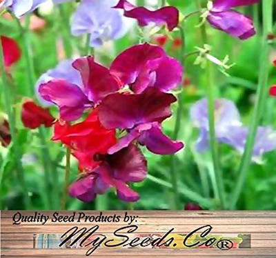 VibeX VXI-2 - Sweet Pea Flower - (100 Seeds) Seed(100 per packet)