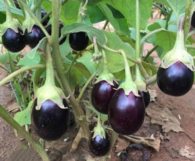 Hybrid brinjal 10g, hybrid Mukta moti brinjal seeds highest yield Verity early fruiting Seed(10 g)