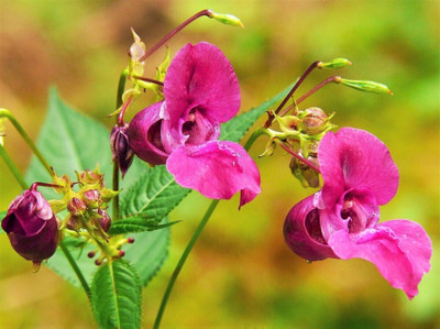 Cloud Farm Balsam, Dopati Seed(55 per packet)