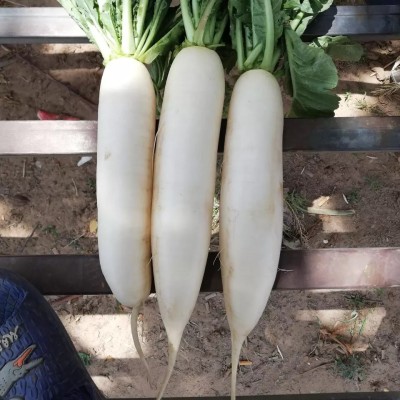 VINTI मूली के बीज White radish Seed(500 per packet)