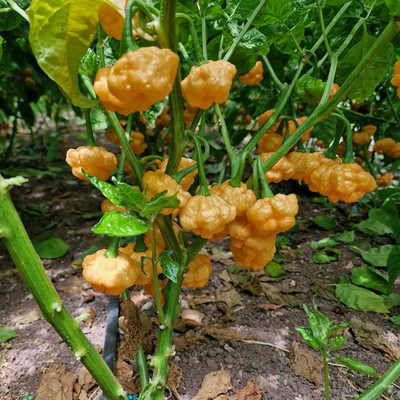 KNESSiN Hybrid Peach Starrkist Chilli Vegetable Seeds For Planting-(1200 Seeds) Seed(1200 per packet)