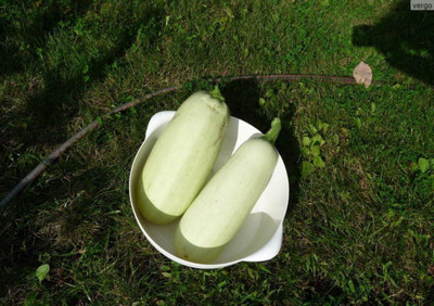 KNESSiN Hybrid White Bush Squash Vegetable Seeds For Gardening - (40 Seeds) Seed(40 per packet)