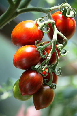 VRAKSHA tomato Seed(85 per packet)