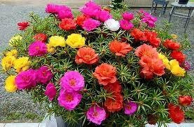 Dbbrothers Portulaca flower seeds pack of 39 Seed(39 per packet)