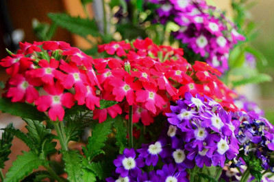 the green dotcom Verbena Flower Hybrid Seeds, Verbena Mixed Color High Germination Seed(135 per packet)