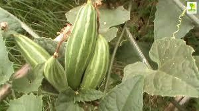 BJUBASPLANT parwal gourd seeds pack of 13 Seed(13 per packet)