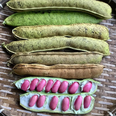 JAYANTAHALDER Sword bean/Mousim/Giant bean Seed(16 per packet)