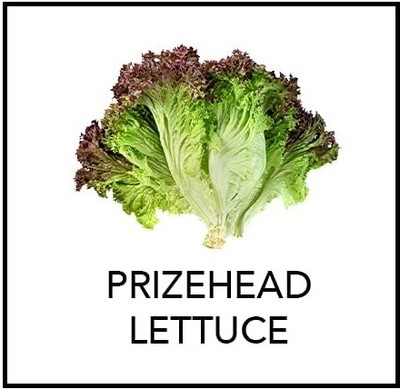 Qualtivate RES-1A Prizehead Lettuce Seed(300 per packet)