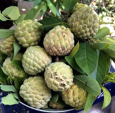 Aywal Custard Apple Hybrid Seed(25 per packet)
