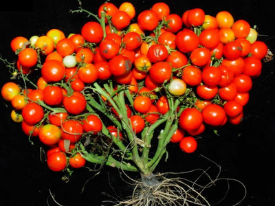 Qualtivate HYB-6A Vine Red Tomato Indeterminate Non GMO Seed(300 per packet)