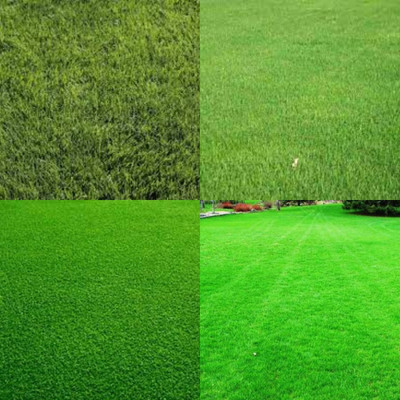 ibains Korean carpet garden grass seeds bij 5200 Seed(5200 per packet)