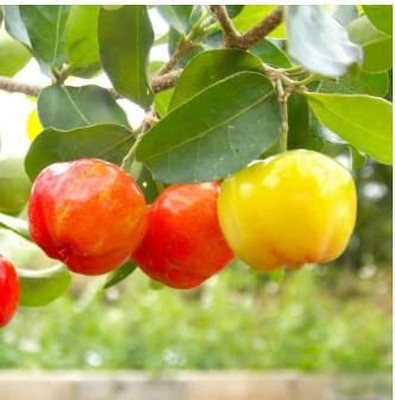 Aywal Maulsari Cherry Seeds For All Season Seed(2 per packet)
