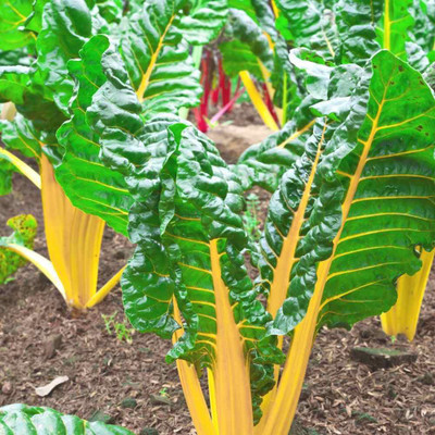 XOLDA Swiss chard yellow Vegetable Seed(10 per packet)