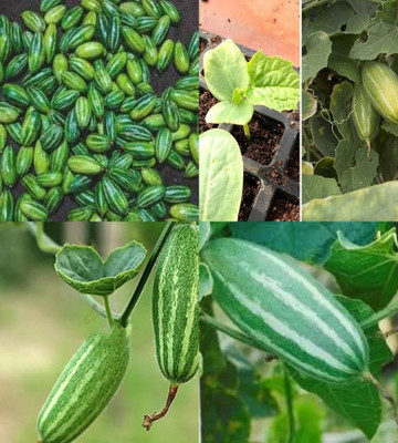 sbains Parwal seeds hybrid vegetable biij pack of 14 Seed(14 per packet)