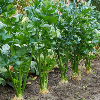 CYBEXIS GBPUT-44 - Celery - Tendercrisp - (750 Seeds) Seed(750 per packet)