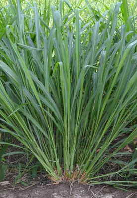 HYBRID 2kg makkhan jwar grass seeds Seed(2 kg)