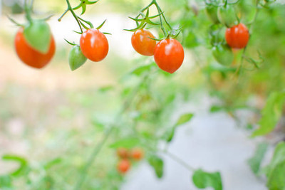 Aro tomato Seed(30 per packet)