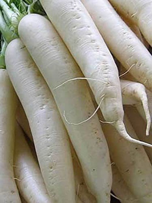KANAYA Radish Seed(175 per packet)