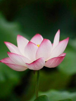 JAGREX lotus,kamal gatta Seed(11 per packet)