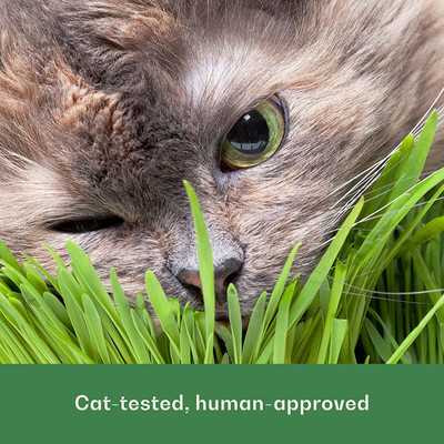 VibeX LX-98 - Cat Grass Hard Red Winter Wheat - (22500 Seeds) Seed(22500 per packet)