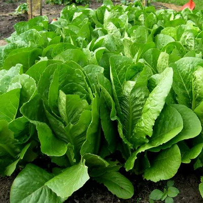 CYBEXIS Premium Vegetable Seeds, Lettuce Seeds 4000 Seeds Seed(4000 per packet)
